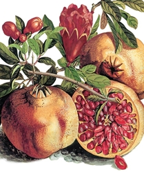 Pomegranate Blank Card 
