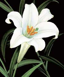 White Flower Blank Card 