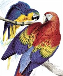 Scarlet Macaw Blank Card 