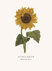 Sunflower Blank Card 