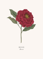 Rose Blank Card 