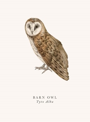 Owl Blank Card 