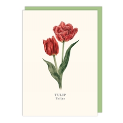 Tulip Blank Card 
