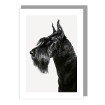 Schnauzer Blank Card 
