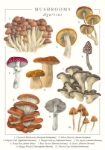 Blank Mushrooms Greeting Card