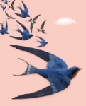 Birds Blank Card