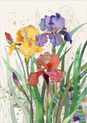 Mixed Irises Blank Card