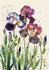 Mixed Irises Blank Card 