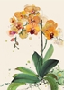 Orange Orchids Blank Card 
