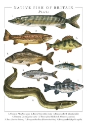 British Fish Popup Greeting Card