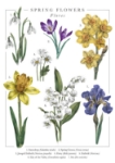 Spring Flowers Popup Greeting Card