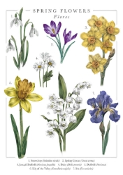 Spring Flowers Popup Greeting Card