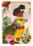 Butterfly & Bird Blank Postcard