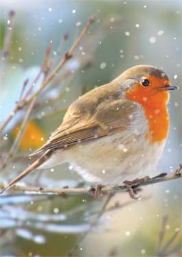 Robin Sitting on Twig Christmas Card Christmas