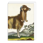 Syrian Goat Blank Card 