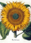 Sunflower Blank Card 