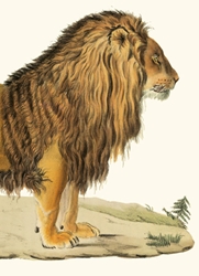 Lion De Barbarie Barbary Lion Blank Card 