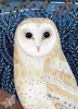 Barn Owl Blank Card 