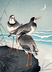 Birds at the Shore Blank Card 