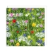 Josephine Simon Wild Flowers Notecard Wallet - NCW450148
