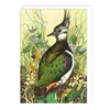 Lapwing in Grass Blank Card 