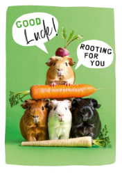 Guinea Pigs Good Luck Card