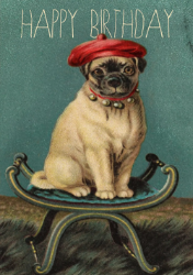 Beret Pug Birthday Card