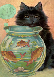 Cat Fishbowl Birthday Card