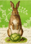 Cabbage Rabbit Blank Card