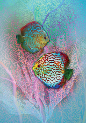 Tropical Fish Blank Card