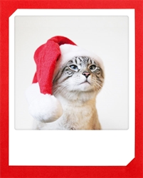 Santa Cat Christmas Card Christmas