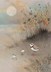 Plover Family Blank Greeting Card