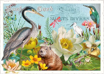 Water Pond Postcard