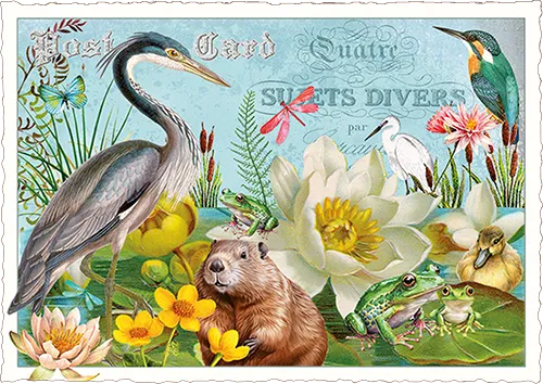 Water Pond Postcard