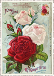 Roses Postcard