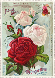 Roses Postcard