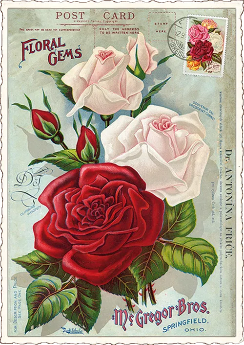 Roses Postcard