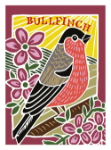 Bullfinch Blank Greeting Card