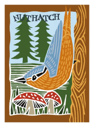 Nuthatch Blank Greeting Card