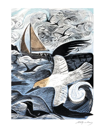 Island Gannets Blank Card