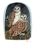 Barn Owls Blank Card
