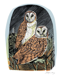 Barn Owls Blank Card