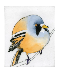 Bearded Tit Blank Card