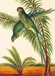 Two Parakeets Blank Card