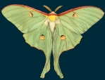 Green Moth Blank Greeting Card