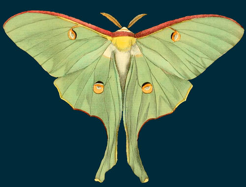 Green Moth Blank Greeting Card