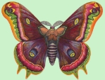 Moth Blank Greeting Card