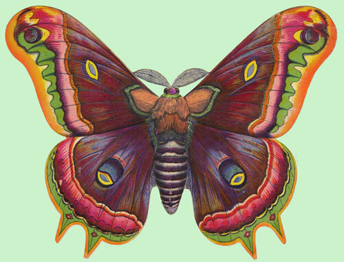 Moth Blank Greeting Card