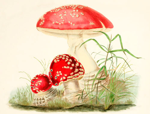 Woodland Mushrooms Blank Greeting Card