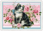 Kitten Roses Blank Postcard